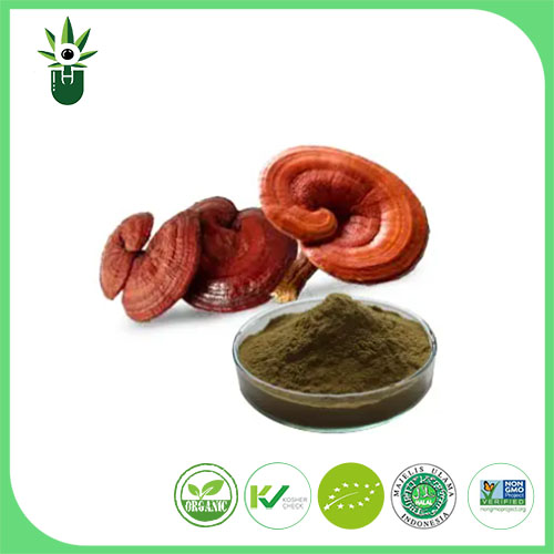 Εκχύλισμα Ganoderma Lucidum